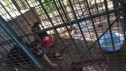 Kutyahorror Baktalórántházán – Inkább ketrecben tartják a sintértelepen a vemhes német juhászt, de nem adják oda az állatvédőknek – fotók