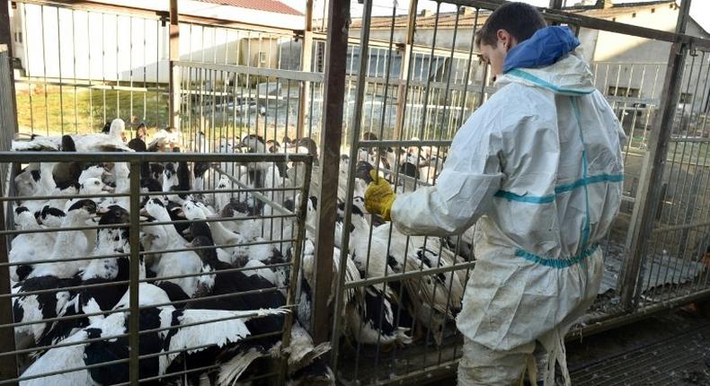 Ducks are unloaded at a farm in southwest France on January 6 ahead of their slaughter, part of a mass bird cull to stem the spread of bird flu