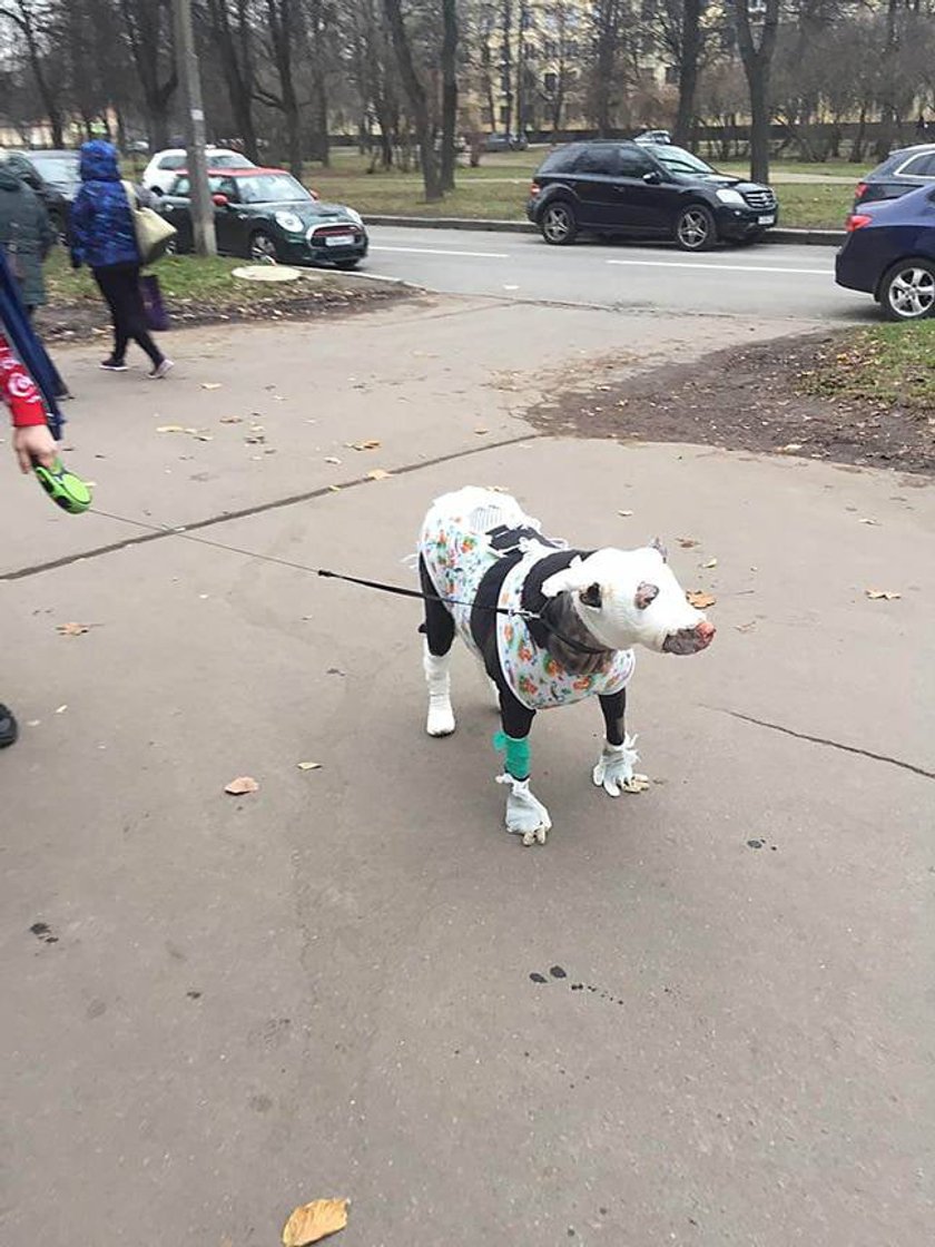 Wbiegła do płonącego hospicjum, by ratować właścicielkę, a ona ją porzuciła!