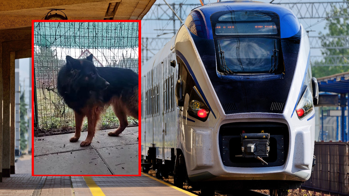 Wystraszony petardami pies wskoczył do pociągu. Poszukiwania właściciela