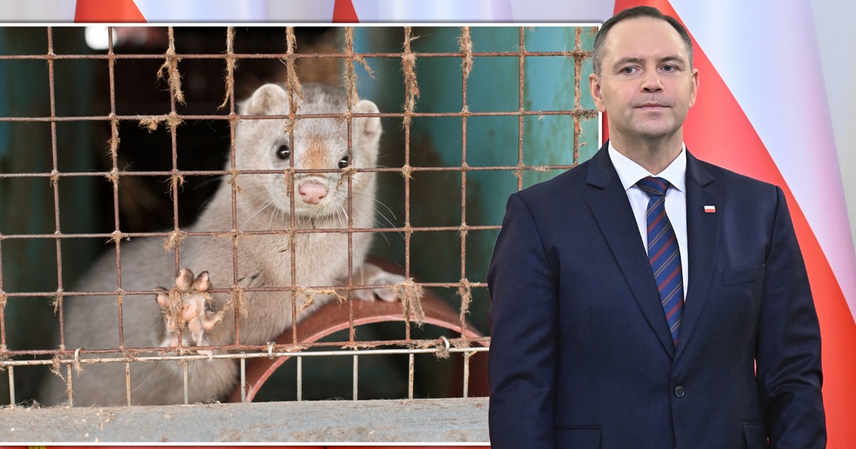Prezydent zawetuje zakaz hodowli futer? Doradca ujawnia plany