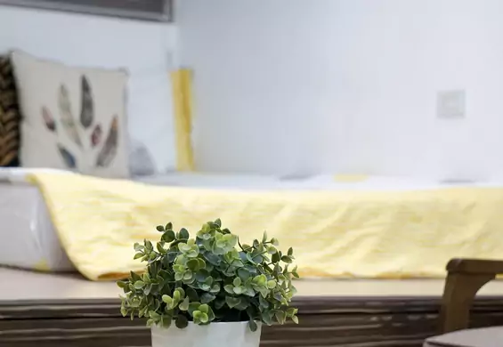 Kwiaty do sypialni, które poprawiają jakość powietrza i usuwają szkodliwe substancje