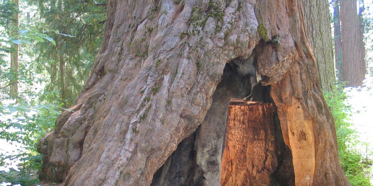 California's historic 'drive-through' tree has fallen down