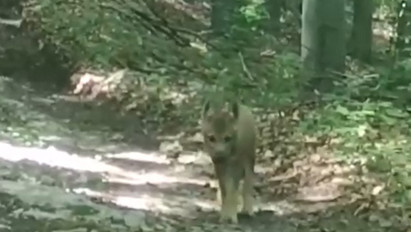 Új videók jelentek meg a Bükkben élő farkasokról: erre figyelmeztette a túrázókat a Bükki Nemzeti Park