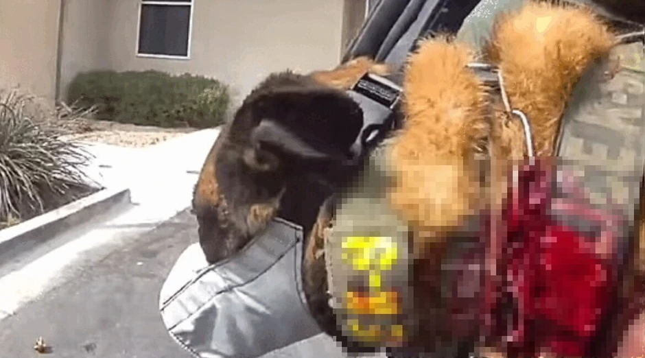 Pas Enco je teško ranjen