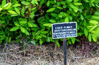 Kokaina zalewa Amerykę. Miliardy dolarów wydane na walkę z kartelami nic nie dały