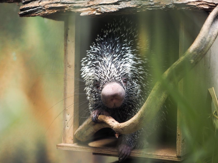 Ni to jeż, ni to zwierz. Niezwykły mieszkaniec łódzkiego zoo