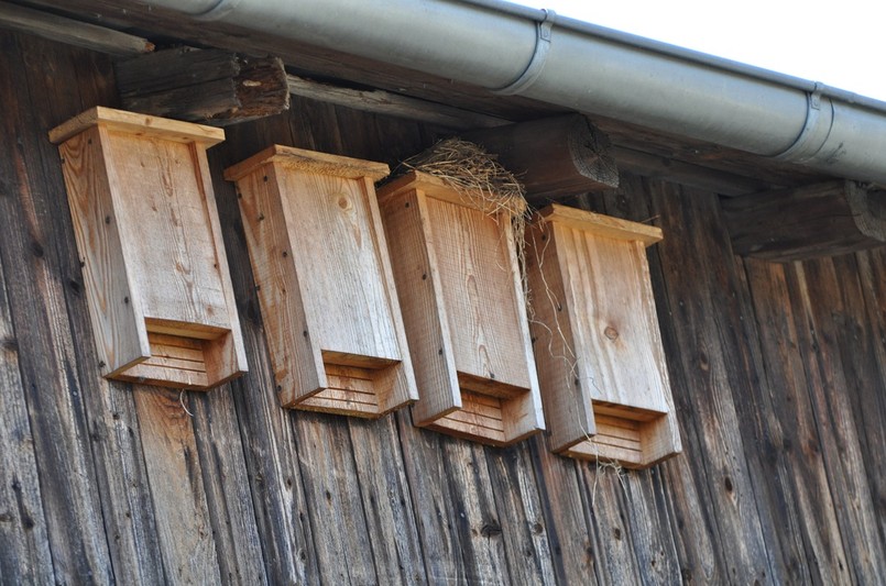 Budki dla nietoperzy wieszamy blisko siebie, np. 4-6 obok siebie.