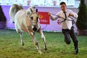 51. aukcja koni arabskich Pride of Poland w Janowie Podlaskim