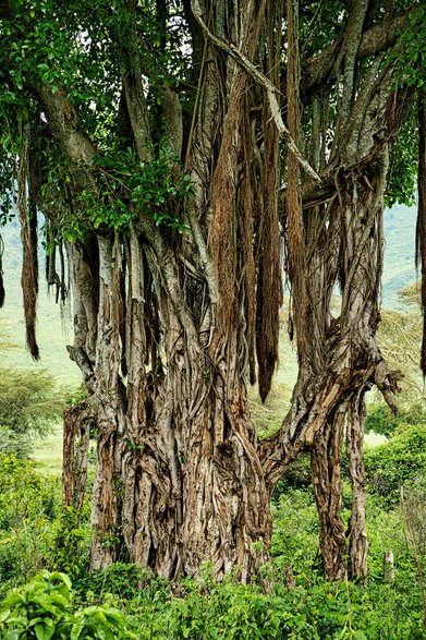 Prastary figowiec w Ngorongoro. Te drzewa są nazywane nieśmiertelnymi, gdyż z gałęzi wyrastają pędy, które po dotarciu do ziemi ukorzeniają się, tworząc kolejny pień