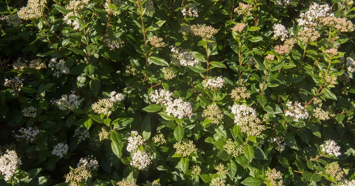 Które rośliny niszczą twój ogród jesienią? Czym je zastąpić? Oto bezpieczne alternatywy