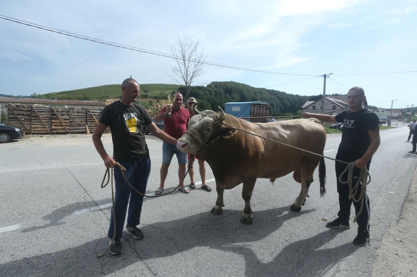 Borba bikova na Manjači, pobjednik Bjelan, vlasnik Jovo Vođević Duman