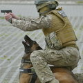 Pies kapral lub sierżant. Będą stopnie wojskowe dla psów służbowych