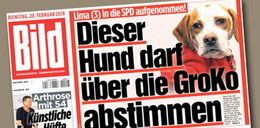Pies został członkiem partii politycznej. Szok w Niemczech