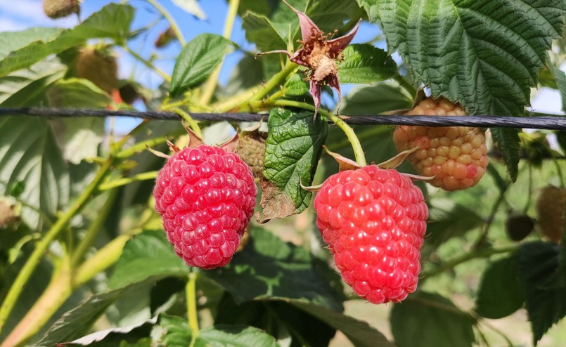 Zdjęcie wykonane smartfonem Xiaomi Mi 10 Lite 5G