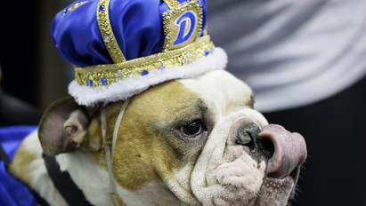 Ismerje meg Vincentet, a világ legboldogabb bulldogját - fotók