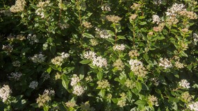 Które rośliny niszczą twój ogród jesienią? Czym je zastąpić? Oto bezpieczne alternatywy