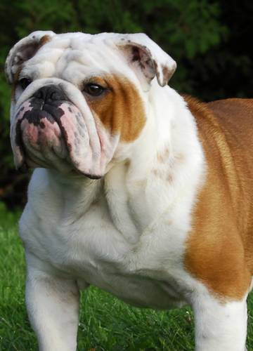 pénisz angol bulldog)