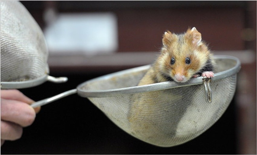 Evropski hrčak je prepoznatljiv po smeđim i belim šarama na licu i crnom krznu po stomaku