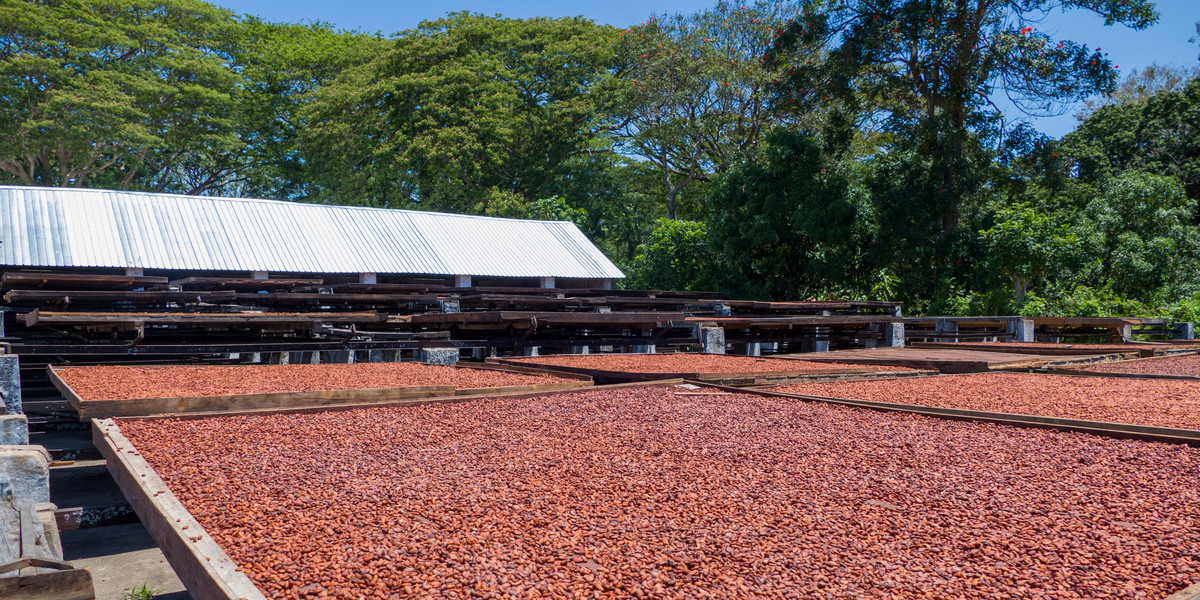 Ziarna kakaowca suszone na plantacji na Madagaskarze.