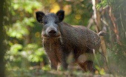 Specustawa ws. zwalczania ASF. Sześć dni urlopu dla myśliwego za zabijanie dzików