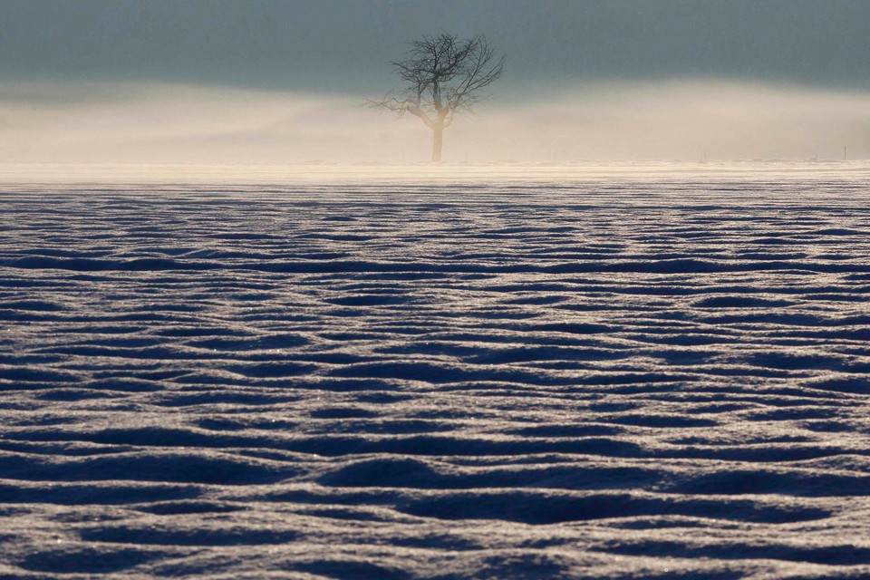 A lone tree is seen in the fog on a snow covered field in Rubigen