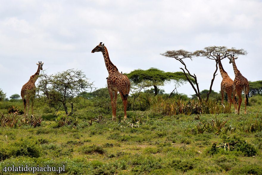 Park Narodowy Serengeti, Tanzania 2021