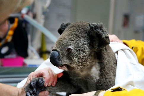 *PREMIUM-EXCLUSIVE* Rescued Koala's from the Port Macquarie bushfires