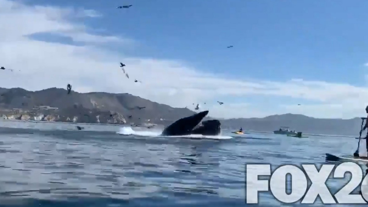 Dwie kajakarki mogą mówić, że wygrały los na loterii życia. Do internetu trafiło nagranie, na którym widać, jak wieloryb omal nie połknął dwóch kobiet. 