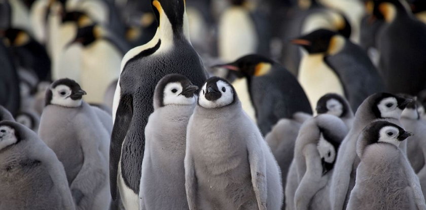 Tak wygląda przedszkole dla pingwinów