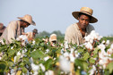 Chiwetel Ejiofor za "Zniewolony. 12 Years a Slave"