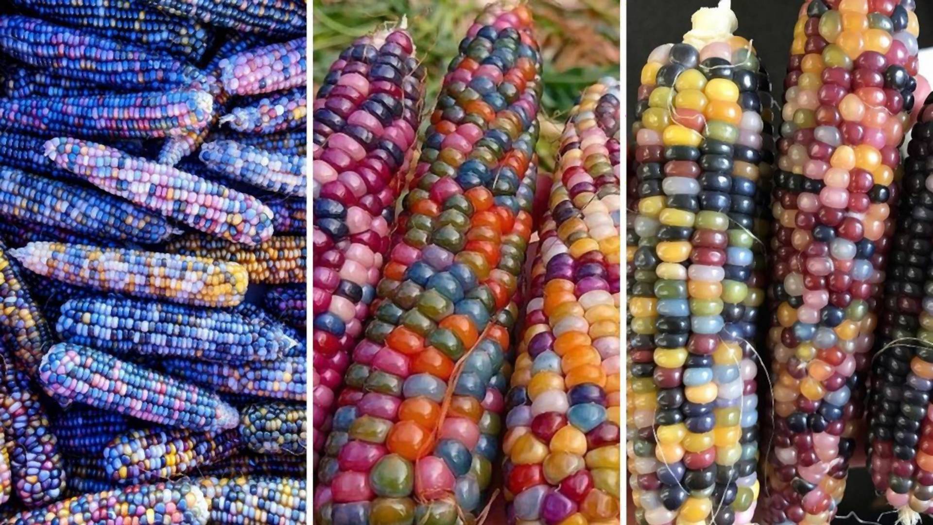 GMO ili jedno od najlepših čuda majke prirode - ljudi ne mogu da se slože oko toga da li je šareni kukuruz zdrav ili ne