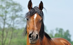 Aukcja w Janowie nie była taka zła? Organizatorzy: Podczas Summer Sale osiągnięto najwyższe średnie ceny koni