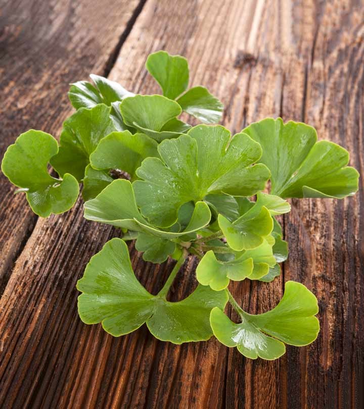 Ginkgo Biloba is an aphrodisiac 