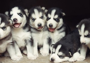 Stručnjak izvdvojio 3 rase pasa koje nisu za balkansko podneblje