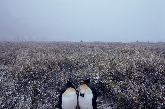 Galeria Joe &amp; Sally - podróżujące pingwiny, obrazek 10