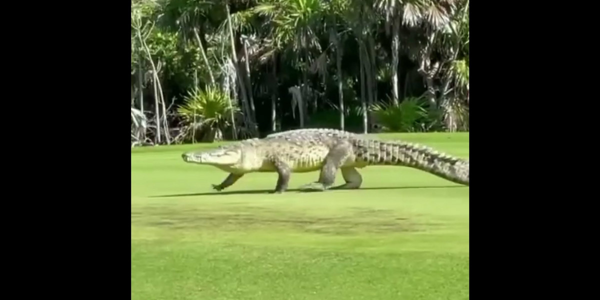 Krokodyl na polu golfowym w Cancun