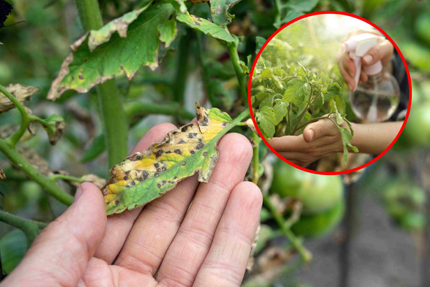 Liście ogórków i pomidorów robią się żółte? Niezawodny sposób, aby rośliny wyzdrowiały