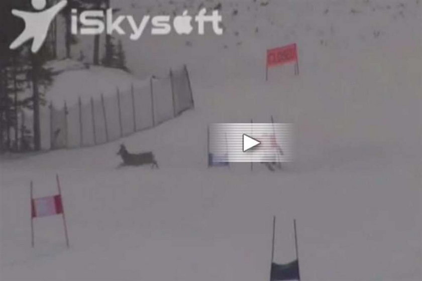 Jeleń wyskoczył gdy jechał rozpędzony narciarz