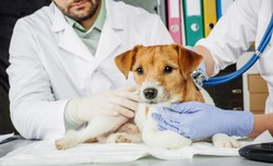 Wstrząsająca sytuacja w Otwocku. Mężczyzna rzucił się na lekarkę, bo... nie chciała uśpić jego psa