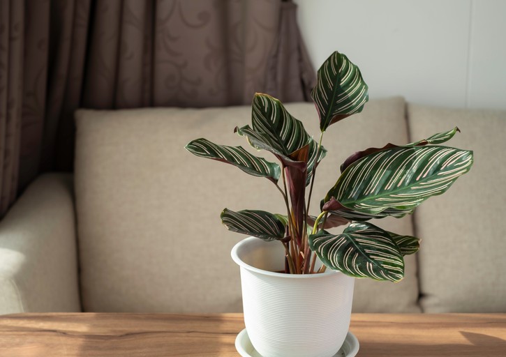 Die Calathea mag es besonders feucht – damit sind die Wasserzeichen Fische, Krebs und Skorpion voll in ihrem Element. 