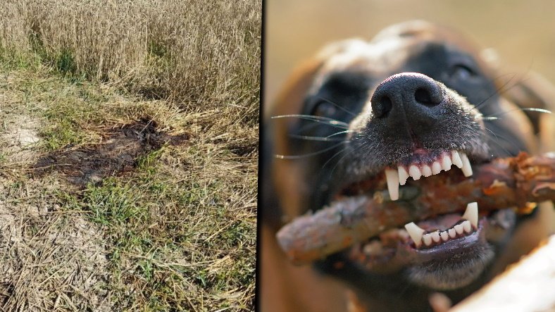 Agresywne psy zagryzły dwie osoby na Lubelszczyźnie