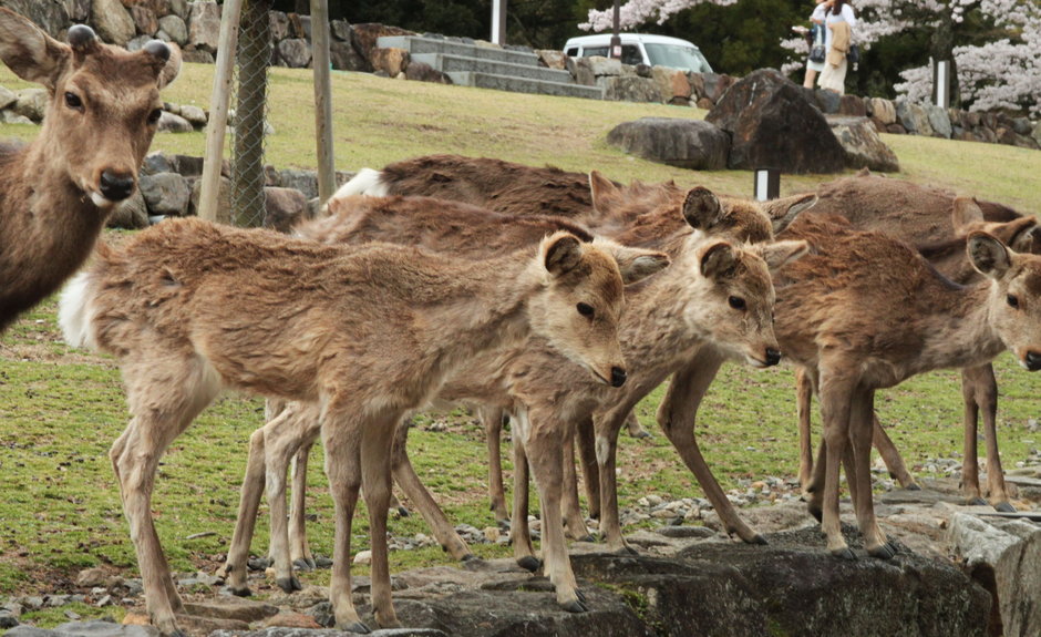 Japońska fauna