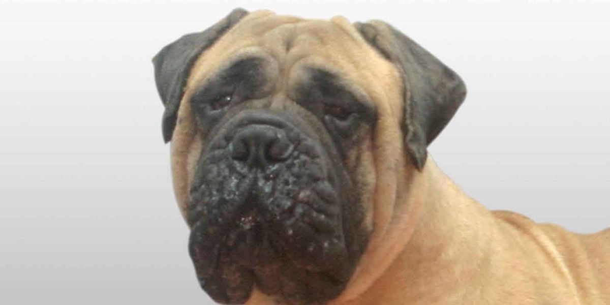 Bullmastiff