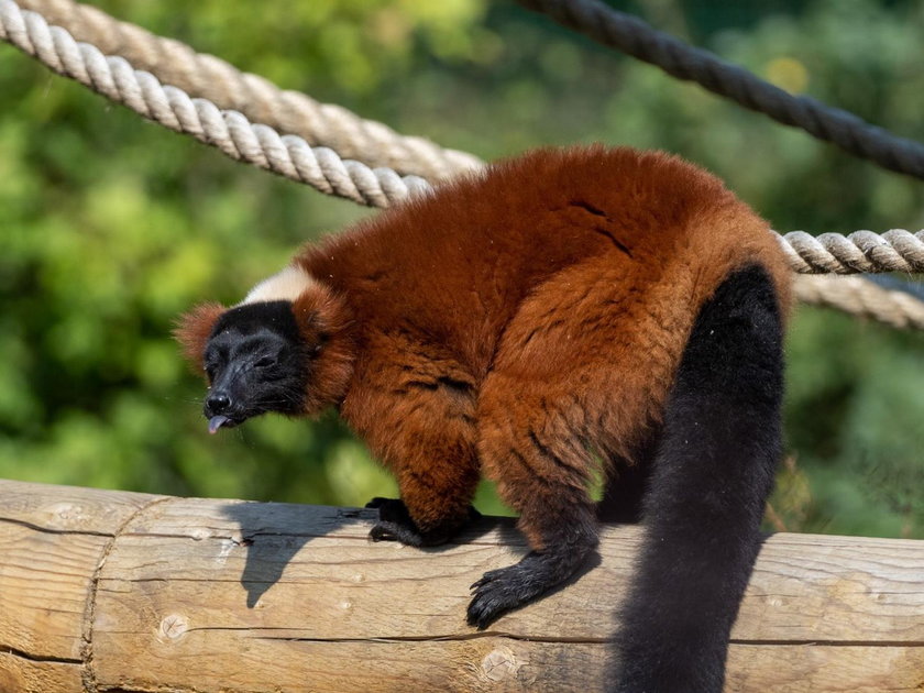 Skłócone stado lemurów dostało rezydencję na zgodę