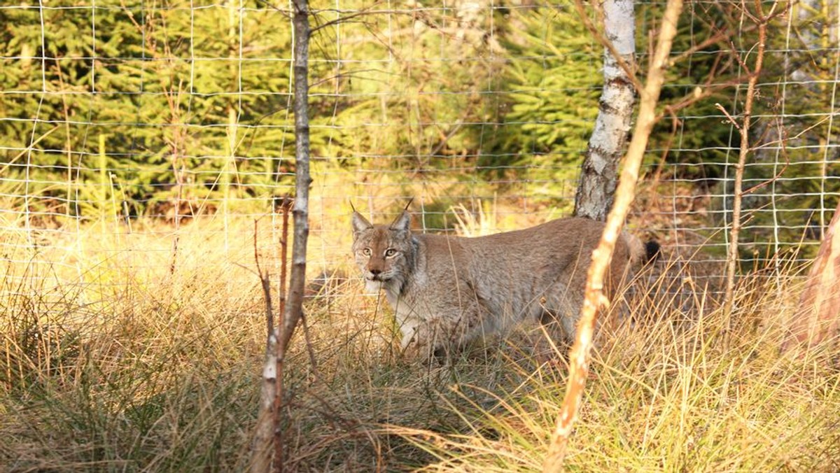 Do Polski przyjechały dwa pierwsze rysie z Estonii. Ich przyjazd do Puszczy Piskiej i Lasów Napiwodzko-Ramuckich był możliwy dzięki realizacji projektu prowadzonego przez WWF Polska. Sprowadzone rysie pomogą odtworzyć populację tych pięknych drapieżników w lasach mazurskich, która wyginęła ponad 20 lat temu.