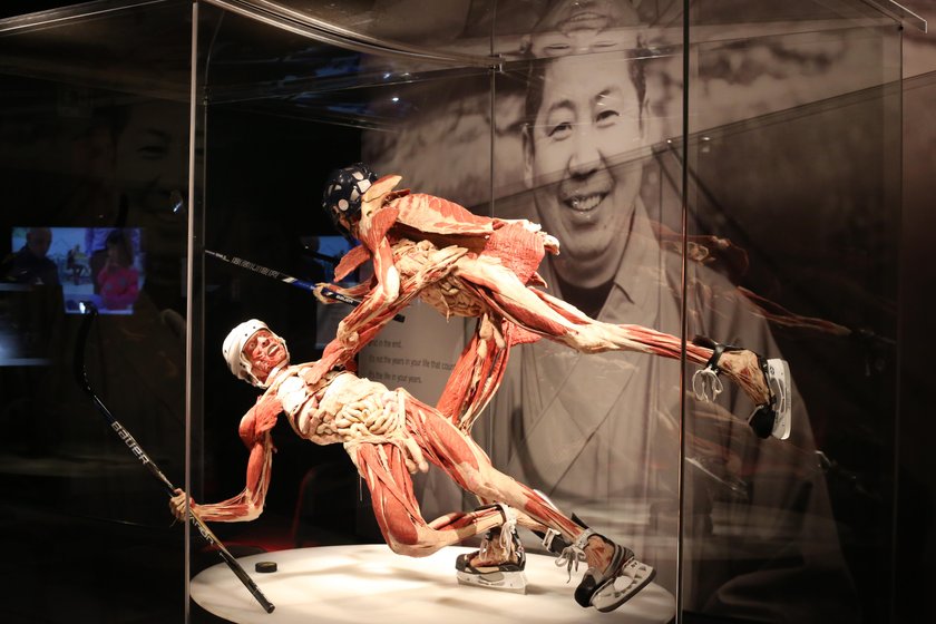 wystawa „Body Worlds"