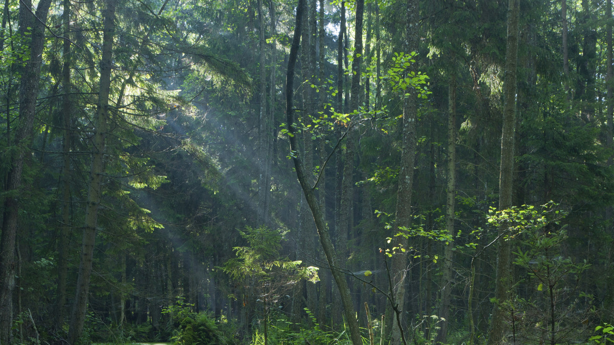 Ponad trzykrotnie powiększona została powierzchnia rezerwatu Sołtysek k. Pasymia. Włączono do niego tereny, na których stwierdzono występowanie cennych gatunków roślin związanych z torfowiskami - podała Regionalna Dyrekcja Ochrony Środowiska w Olsztynie.