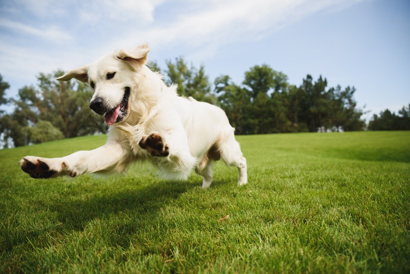 Golden,Retriever, pies, park