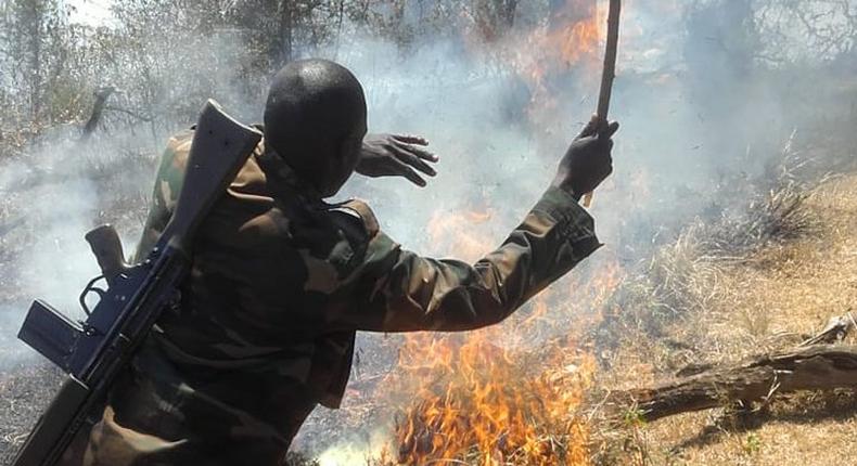 KWS ranger attempts to put out fire (Twitter)